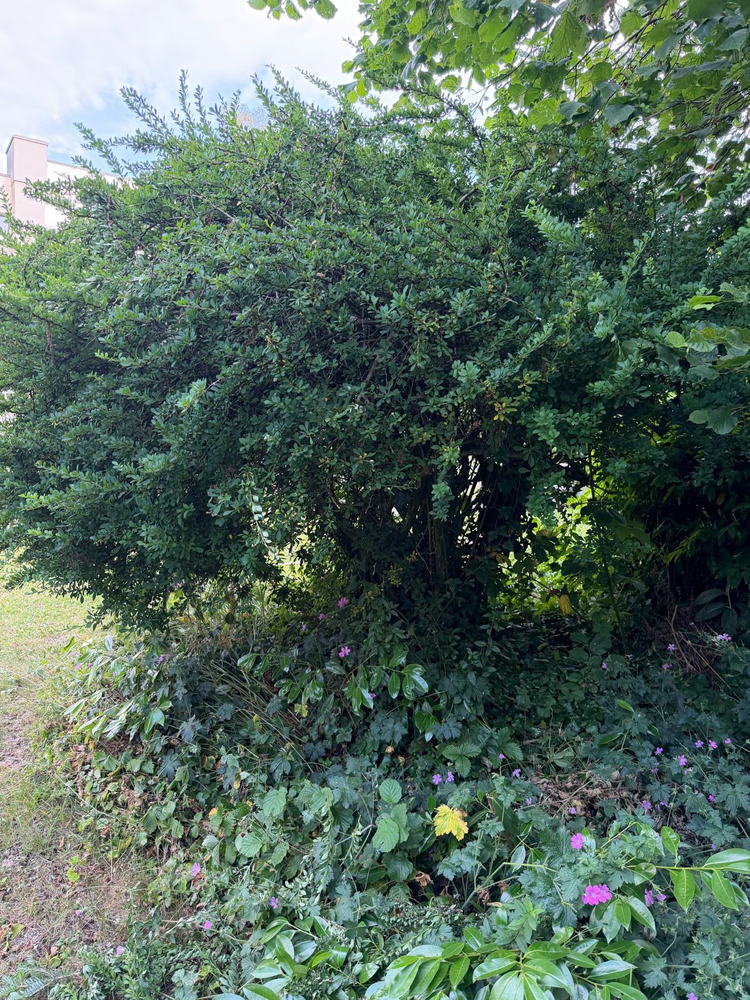 Zierstrauch · Formschnitt – Vorher