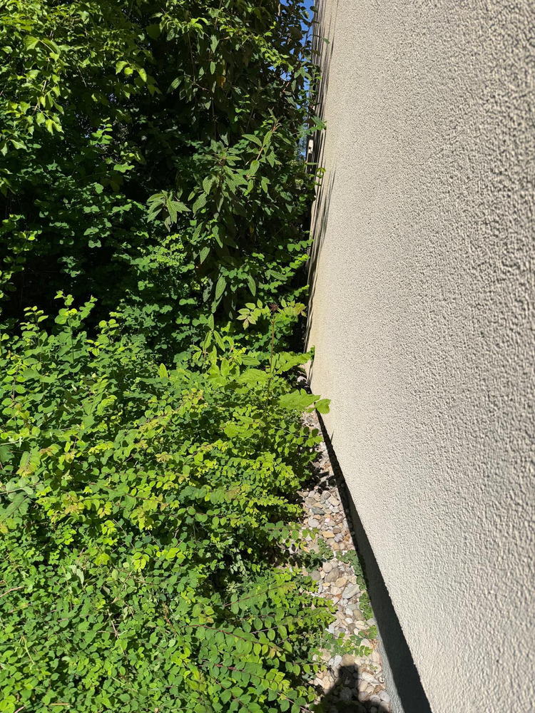 Hecke entlang der Fassade · Rückschnitt – Vorher