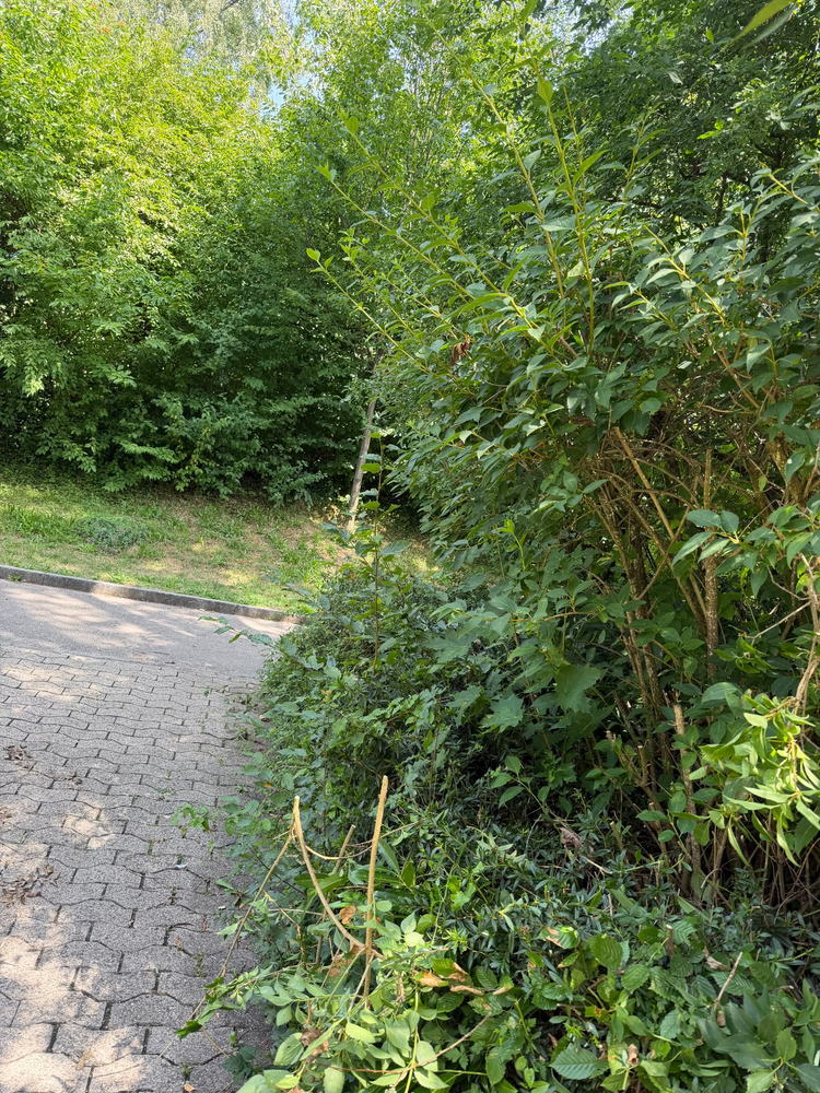 Gartenweg · Freischnitt und Pflege – Vorher